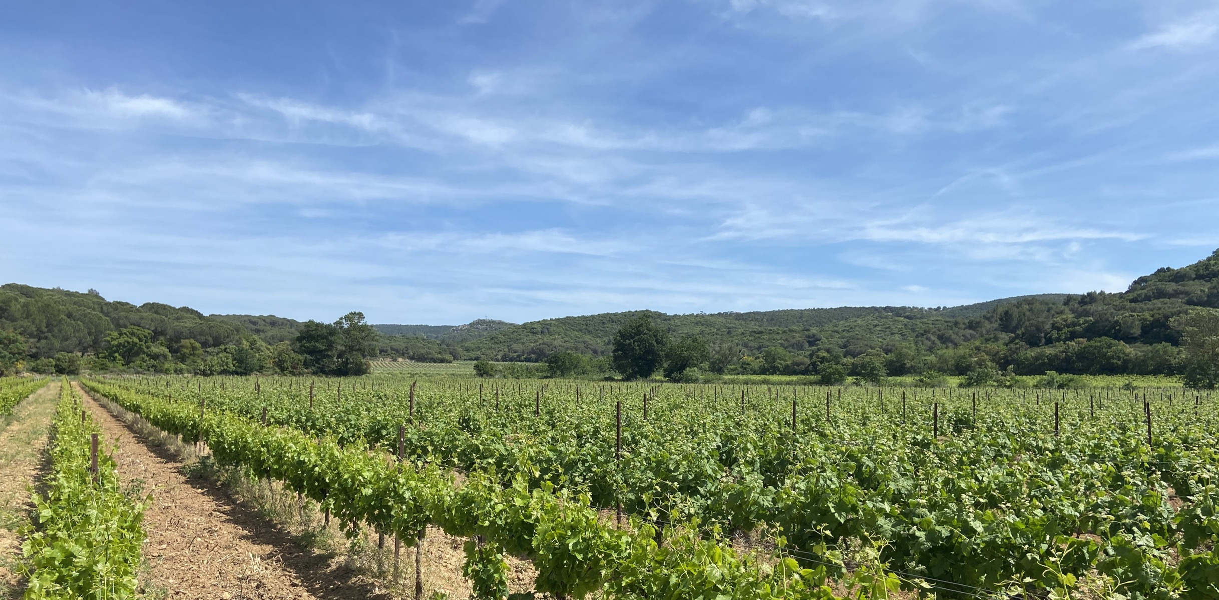 Allée des chenes verts - Lézignan corbière 10