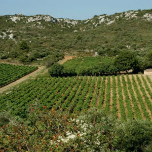 Terrains-à-vendre-Roquefort-Les-Corbières-3-1